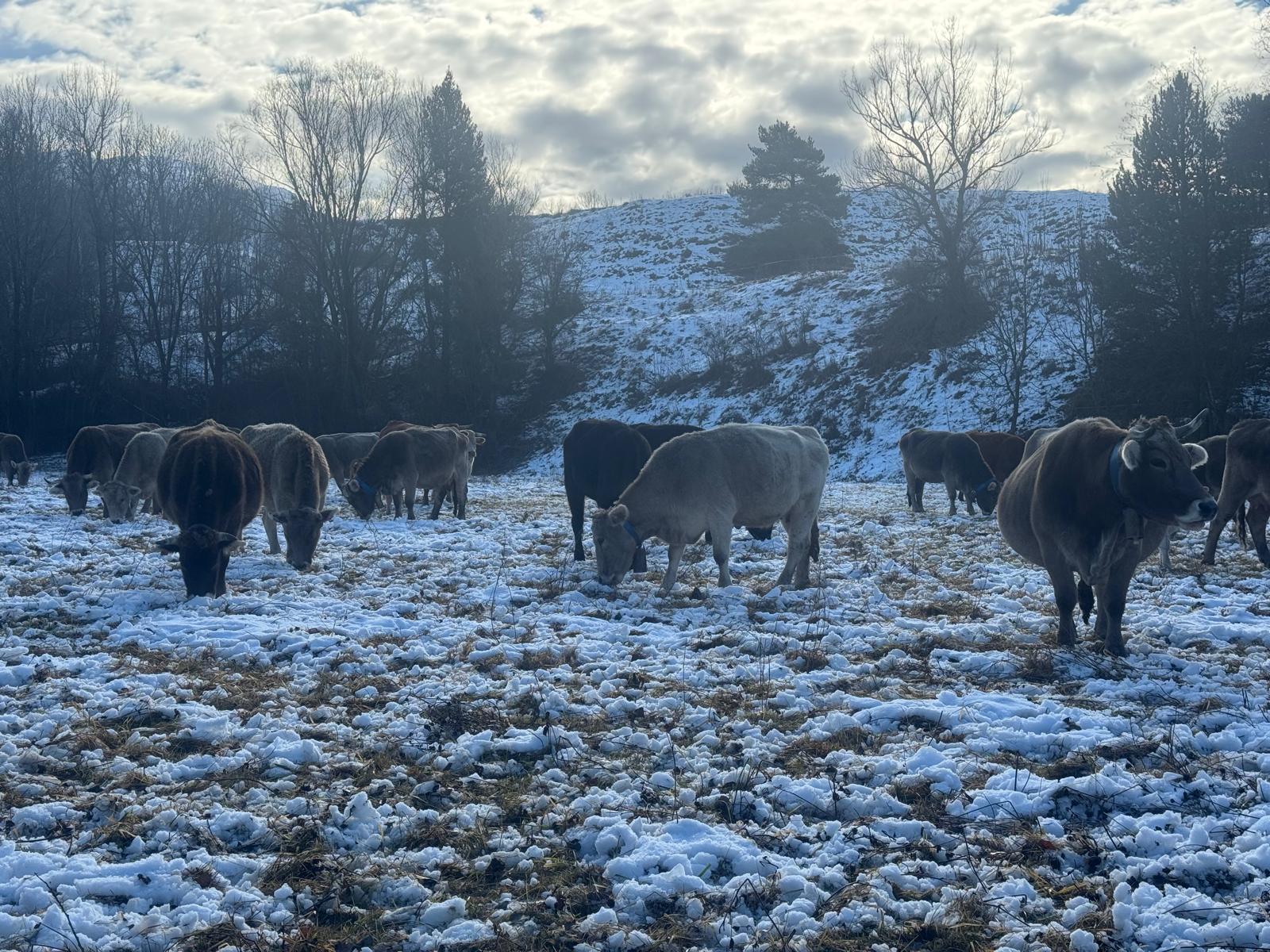 Les vaques de la família pasturant sobre la neu